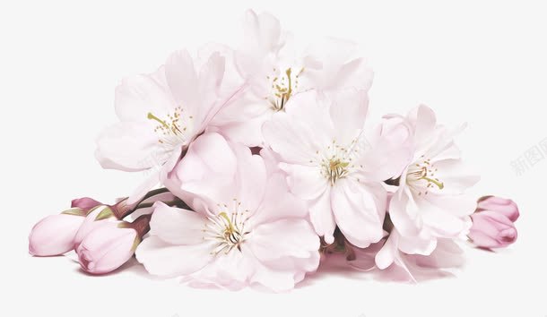 桃花png免抠素材_新图网 https://ixintu.com 七星瓢虫 三角梅 桃花 梅花 水仙花 牡丹 玫瑰 白色蝴蝶兰 草地 菊花 蝴蝶兰 雏菊