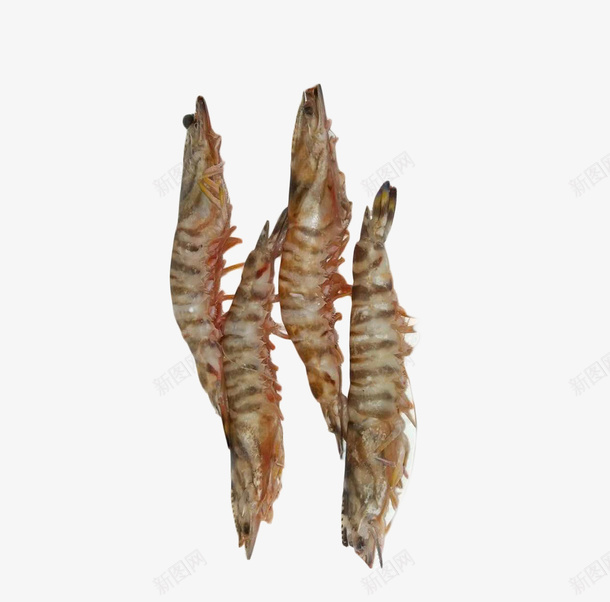 四条新鲜美味斑节虾png免抠素材_新图网 https://ixintu.com 可口 四条 大虾 弓形 斑节虾 新鲜 水产 美味 鲜美