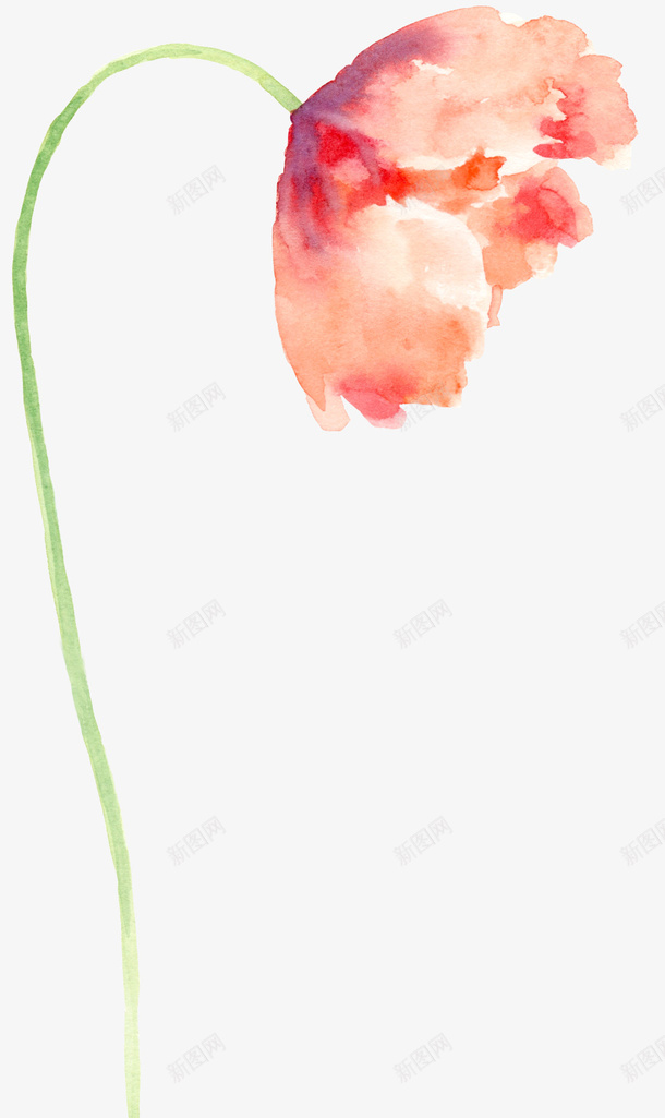 手绘水彩花卉png免抠素材_新图网 https://ixintu.com 手绘花朵 植物 橘红色花卉 花卉 虞美人