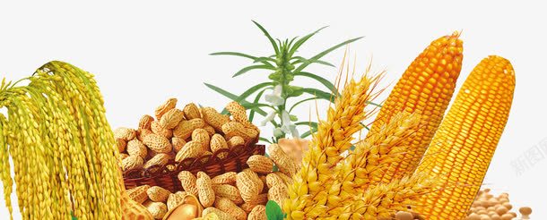 农作物组合png免抠素材_新图网 https://ixintu.com 大豆 小麦 小麦玉米 水稻 水稻花生 玉米 芝麻大豆 芝麻棵 花生 设计