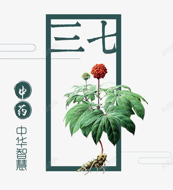 三七中药png免抠素材_新图网 https://ixintu.com 三七 中医 中药 医学