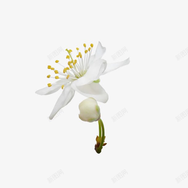 盛开的梨花白色装饰布景png免抠素材_新图网 https://ixintu.com 布景 盛开的梨花白色 装饰