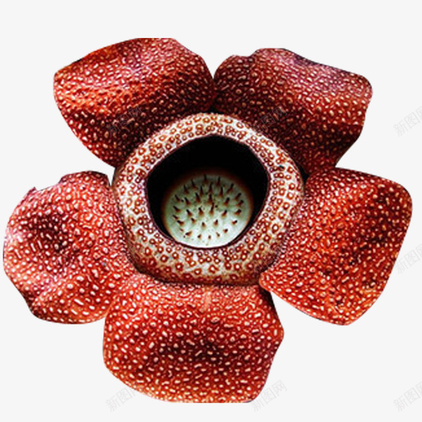 一朵霸王花png免抠素材_新图网 https://ixintu.com 五个花瓣 亚马逊河 原始植物 叶子有些枯 大王花 形态娇艳 浅色斑点 深红色 花似日轮 霸王花 食人花PNG