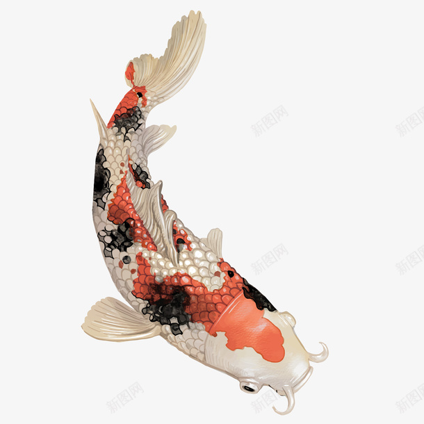 好运锦鲤红黑鲤鱼png免抠素材_新图网 https://ixintu.com 卡通动漫 好运 好运图 手绘 转运 锦鲤 鱼类