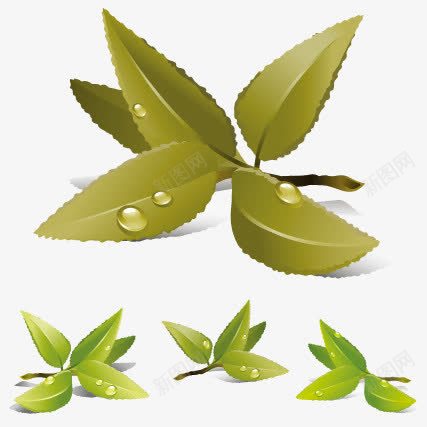 绿茶矢量图eps免抠素材_新图网 https://ixintu.com 图片素材 清茶 绿茶 绿茶高清图片素材 茶 茶文化 高清图片 矢量图