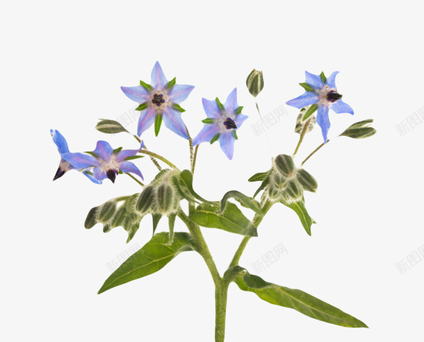 蓝色草本植物整颗琉璃苣实物png免抠素材_新图网 https://ixintu.com 免扣 免费下载 植物 琉璃苣 草本 蔬菜 调味料 黄瓜香味