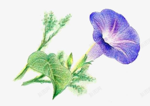 手绘牵牛花png免抠素材_新图网 https://ixintu.com 实物 手绘 离别 艺术 逼真