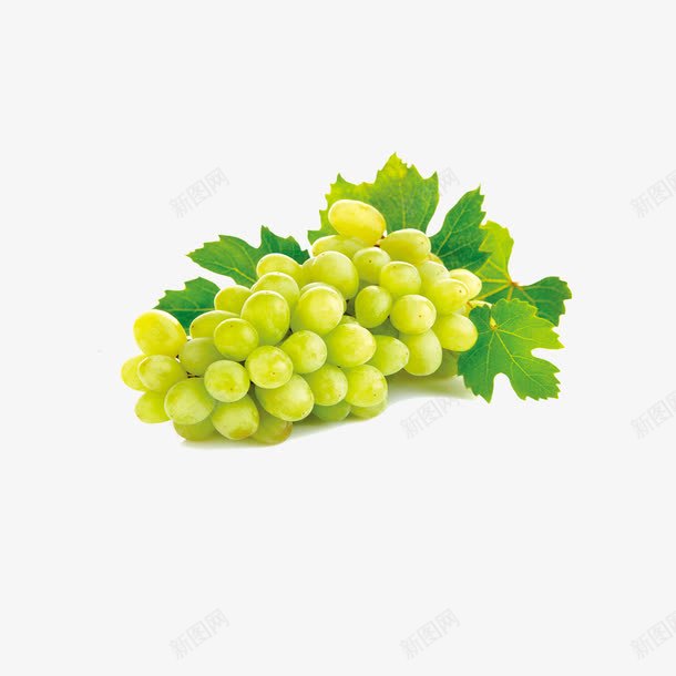 新鲜葡萄png免抠素材_新图网 https://ixintu.com 一串葡萄 吐鲁番葡萄 摘葡萄 新鲜葡萄 有机葡萄 生态葡萄 绿色 葡萄 葡萄上市 葡萄农业 葡萄园 葡萄庄园 葡萄批发 葡萄红酒 葡萄节 葡萄节开幕 葡萄采摘 葡萄采摘园 葡萄采摘节 进口葡 采摘葡萄