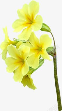 待宵草png免抠素材_新图网 https://ixintu.com 午夜兰 夜来香 昙花 月光花 桂花 烟草花 牵牛花 黄花