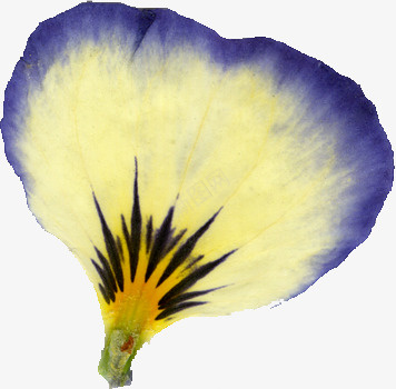压花干花黄紫色花瓣png免抠素材_新图网 https://ixintu.com 压花 干花 花瓣 黄紫色