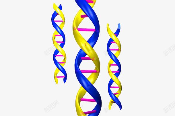 DNA结构png免抠素材_新图网 https://ixintu.com 人体 生物技术 螺旋 遗传物质
