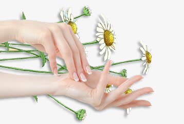 手psd免抠素材_新图网 https://ixintu.com 女人的手 小白花 护手霜背景