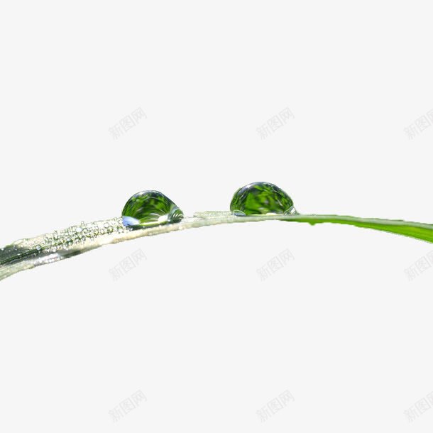 雨后露珠png免抠素材_新图网 https://ixintu.com 叶子 叶子上的露珠 雨露 露水 露珠
