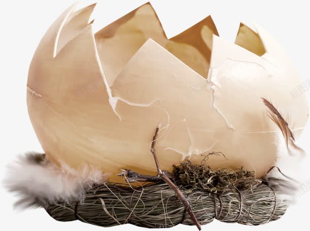 破碎的蛋壳png免抠素材_新图网 https://ixintu.com 孵化 蛋壳 蛋壳裂纹 鸟的庇护所 鸟窝
