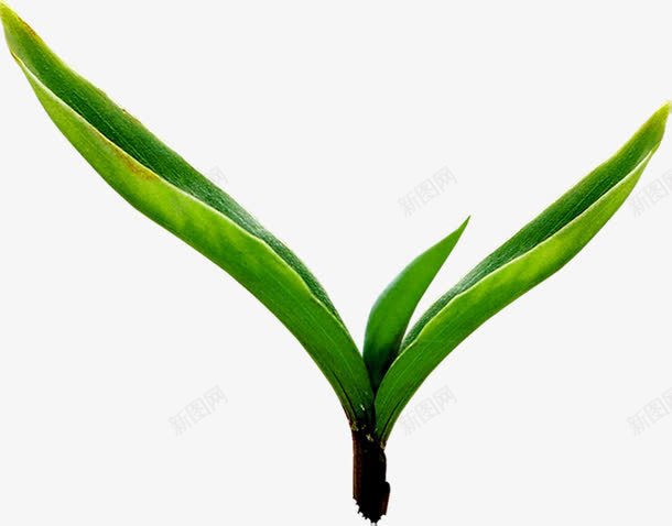 春季环保小草嫩芽装饰png免抠素材_新图网 https://ixintu.com 嫩芽 春季 环保 装饰 鲜嫩的小草