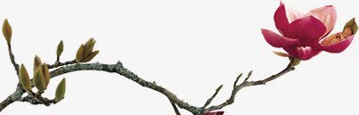 茶花茶叶普洱茶海报png免抠素材_新图网 https://ixintu.com 普洱古树 普洱茶 海报 茶叶 茶花