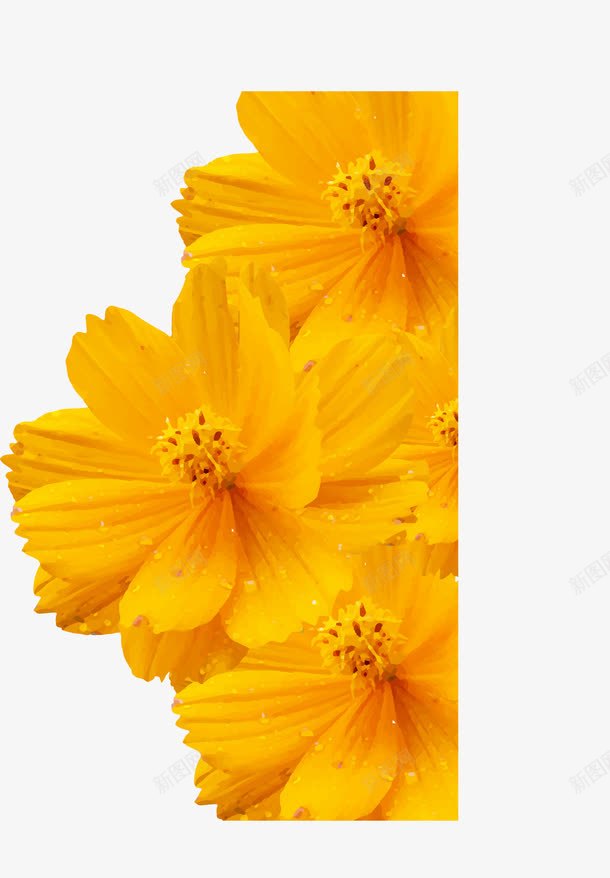 梦幻波斯菊背景png免抠素材_新图网 https://ixintu.com PNG 菊花 装饰