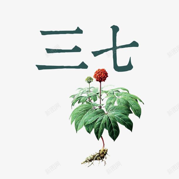 三七中药免费png免抠素材_新图网 https://ixintu.com PNG图片 三七 中药 中药材 免扣 免扣图片 免费 免费下载 免费图片