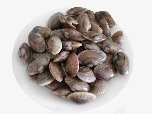 洗净的花甲png免抠素材_新图网 https://ixintu.com 干净 生鲜 花甲 贝壳
