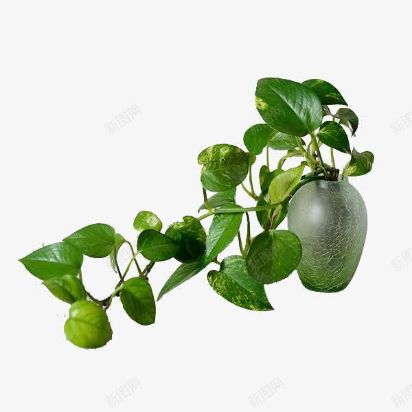花瓶里的绿萝花png免抠素材_新图网 https://ixintu.com 绿叶 绿萝花 花瓶 观赏植物