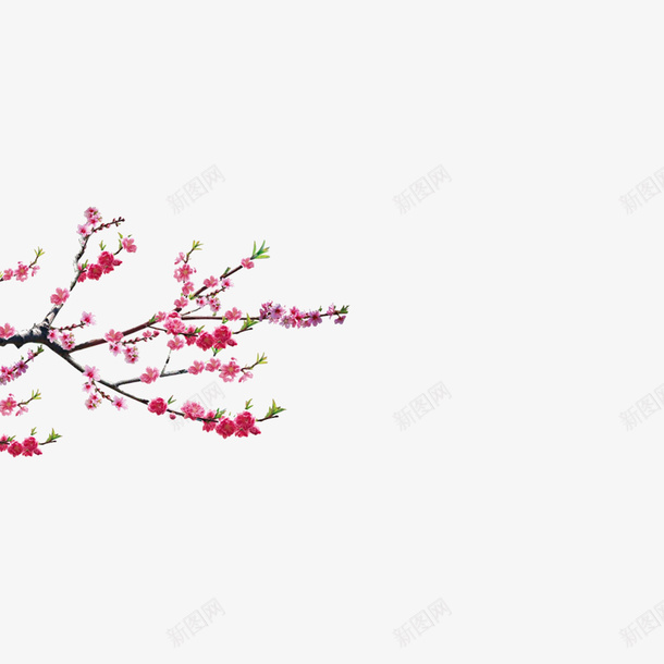梅花清新淡雅png免抠素材_新图网 https://ixintu.com 一剪梅 一枝梅花 中国风 中国风素材 梅 梅兰竹菊 梅花 梅花素 水彩梅花 红梅