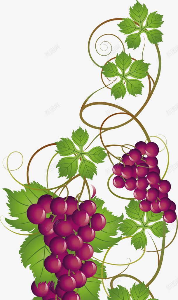 卡通葡萄食物元素图标png_新图网 https://ixintu.com AI矢量图 卡通提子 卡通标签 卡通食物 手绘葡萄 植物设计 矢量设计图 葡萄酒标识 葡萄酒酒标