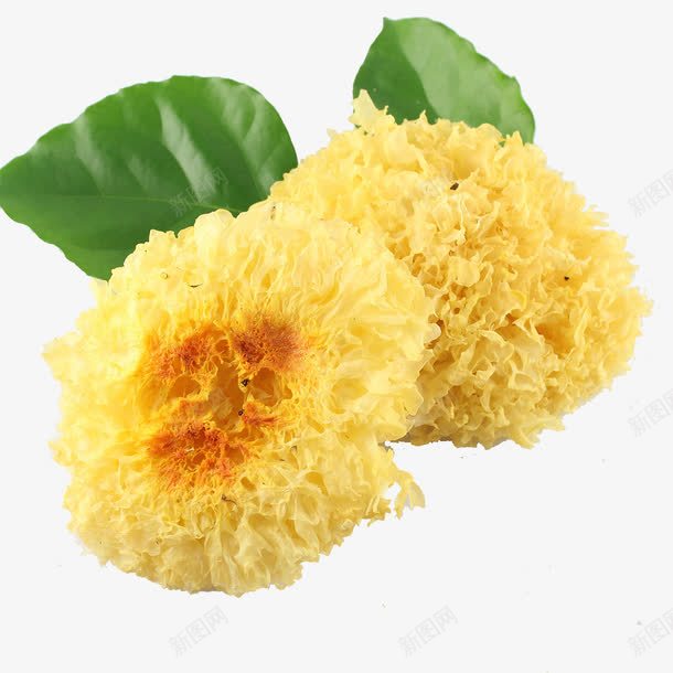 两朵白木耳png免抠素材_新图网 https://ixintu.com 产品实物 干货 银耳 食物