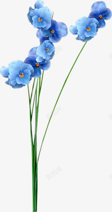 蓝色兰花png免抠素材_新图网 https://ixintu.com 枝蔓 花朵 花枝 鲜花