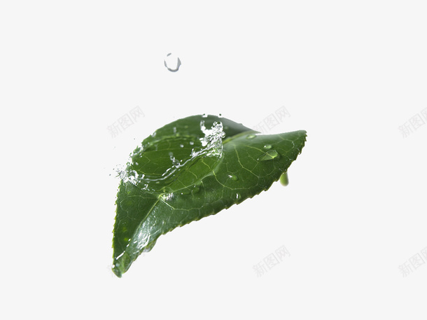 树叶水滴滴落状态png免抠素材_新图网 https://ixintu.com 叶子水滴 带水珠的树叶 植物学 水珠 清新 自然植物 雨滴