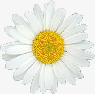 白色重叠花瓣小雏菊医疗png免抠素材_新图网 https://ixintu.com daisy 医疗 白色 花瓣 重叠