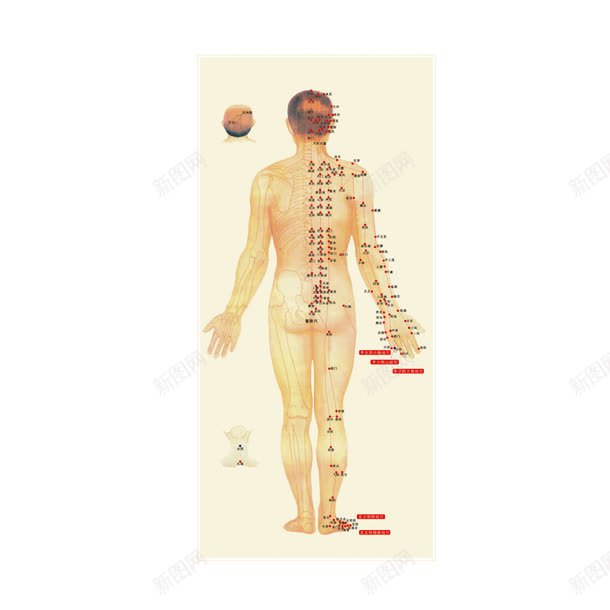 中医针灸人体穴位图png免抠素材_新图网 https://ixintu.com 中医针灸 人体 养生 海报宣传 理疗 穴位图 背部理疗 针灸推拿
