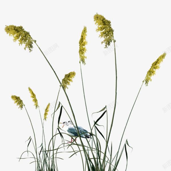 芦苇png免抠素材_新图网 https://ixintu.com 植物 芦苇 草