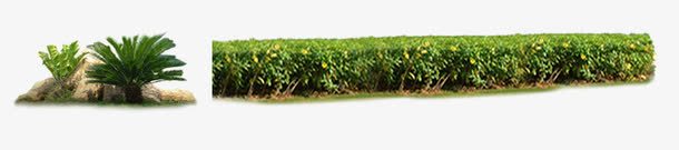 路边灌木植物绿篱png免抠素材_新图网 https://ixintu.com png 乔木 免费下载 园林景观 景物实物 景观植物 树木 植物 灌木 灌木丛 绿篱 绿色植物 苗木 路边 造型绿篱