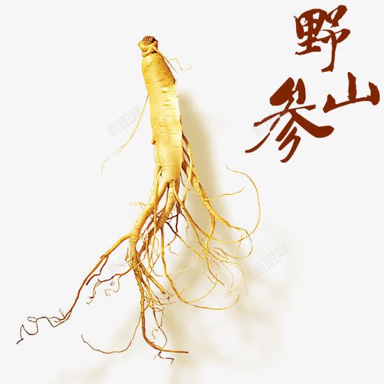 野山参psd免抠素材_新图网 https://ixintu.com 人参 艺术字 黄色