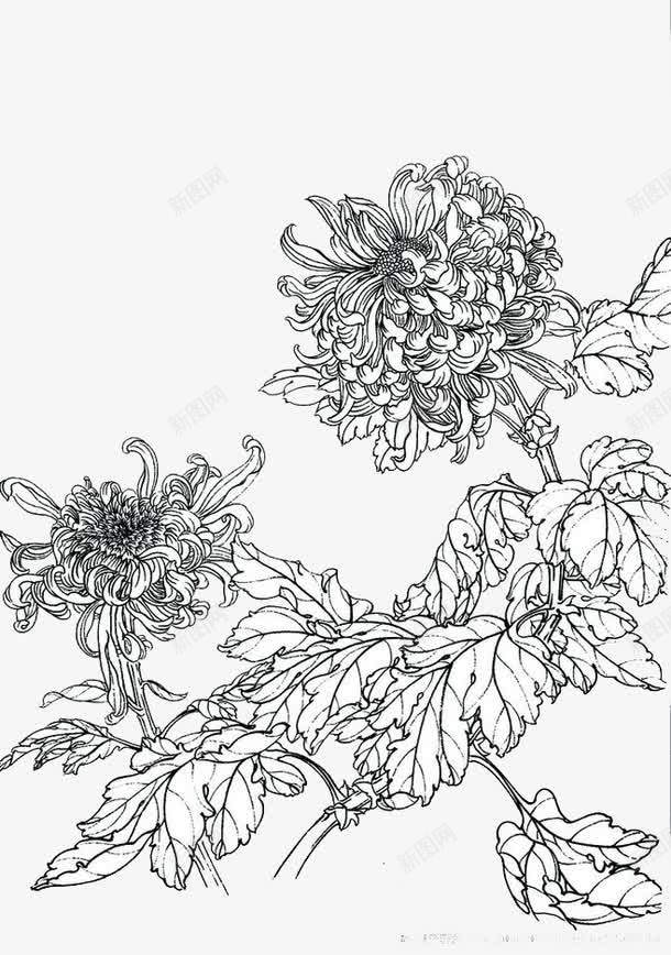 菊花绘画png免抠素材_新图网 https://ixintu.com 母菊 简笔画 素描菊花 线描 花卉植物 装饰画