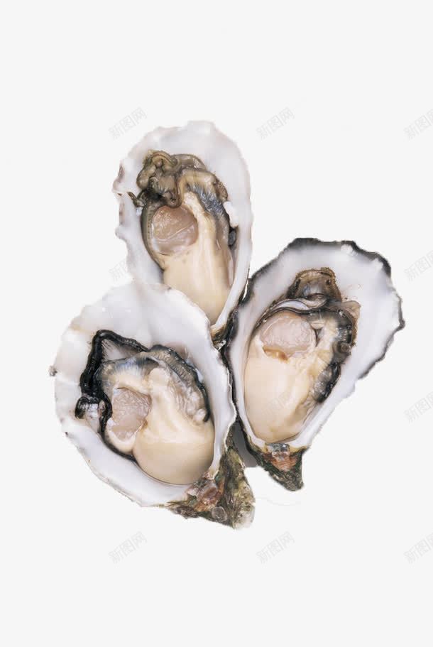 贝壳海鲜png免抠素材_新图网 https://ixintu.com 海鲜 生蚝 矢量装饰 装饰 贝壳 食物