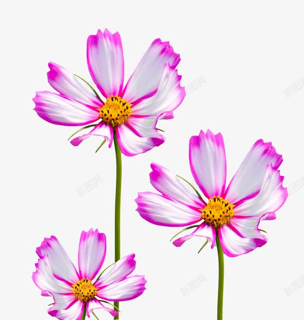 紫色格桑花png免抠素材_新图网 https://ixintu.com 卡通 格桑花 桔梗 白色 紫色 绿色 花朵 花边