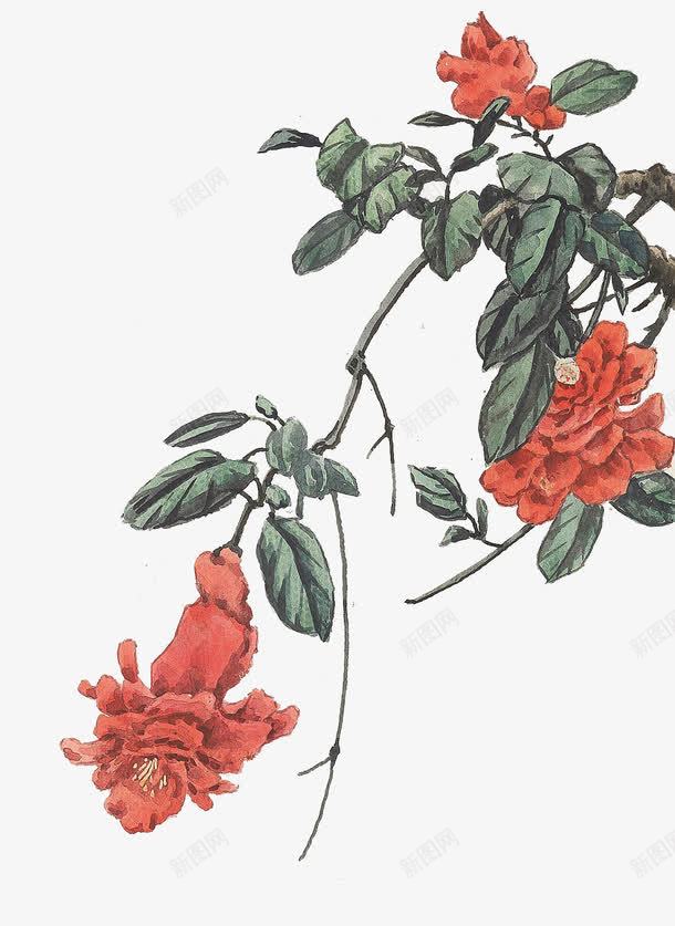 手绘的花朵png免抠素材_新图网 https://ixintu.com 工笔 手绘 石榴花 红色 花朵 设计