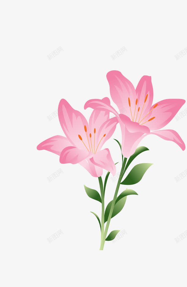 美丽水仙花png免抠素材_新图网 https://ixintu.com 水仙花 粉色 花卉 花朵