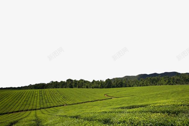 绿色茶田png免抠素材_新图网 https://ixintu.com 植物 绿色 茶 茶园 茶基地 茶田
