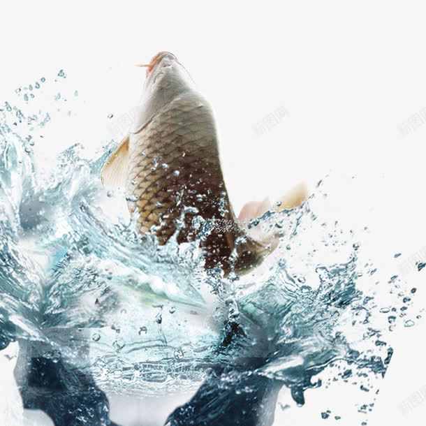 鲤鱼戏水psd免抠素材_新图网 https://ixintu.com 水花 清水 鱼类 鲤鱼