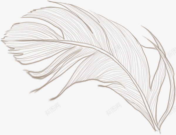 素描羽毛png免抠素材_新图网 https://ixintu.com 不规则 插画 简笔画 简笔画五官素材 素材 羽毛