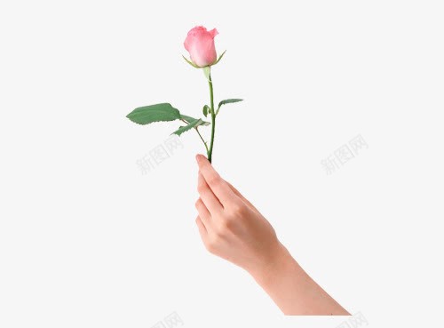 手持玫瑰花png免抠素材_新图网 https://ixintu.com 手 手势 手拿着东西 玫瑰花