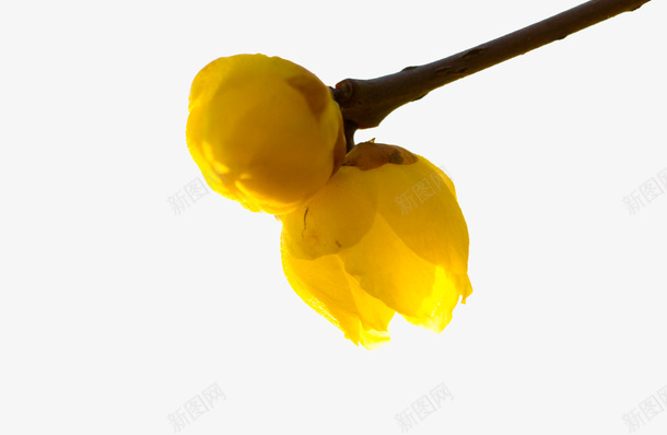 黄色腊梅png免抠素材_新图网 https://ixintu.com 树枝 梅花 腊梅 花卉 花枝 黄梅 黄色 黄色梅花 黄色腊梅