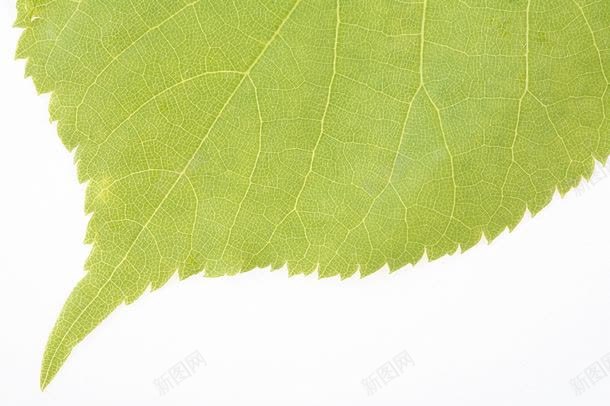 树叶尖端jpg设计背景_新图网 https://ixintu.com 叶子背景 图片素材 尖端 底纹背景 树叶尖端图片 树叶尖端图片素材下载 树叶纹理 树叶背景 植物绿叶 绿叶背景 背景花边