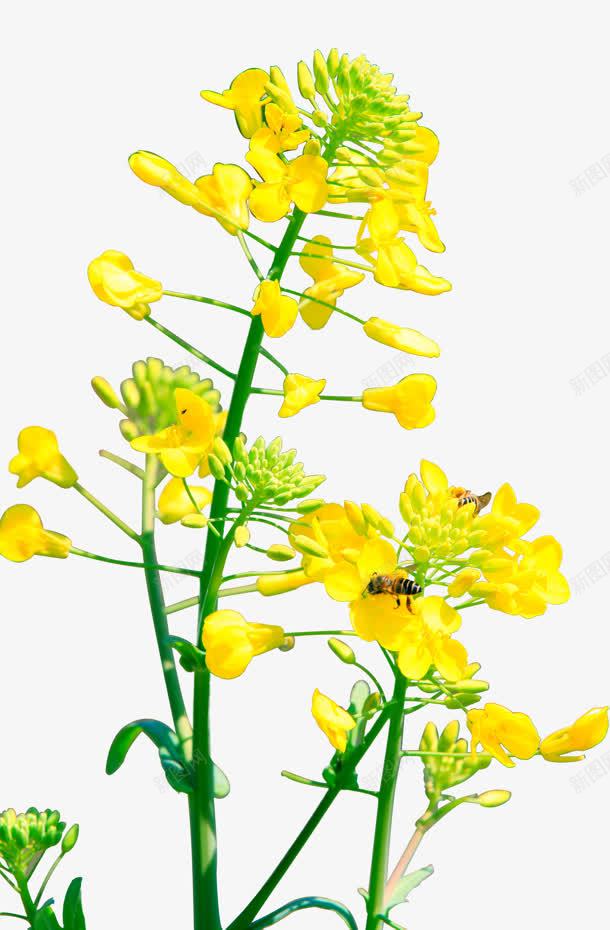 黄色卡通油菜花植物