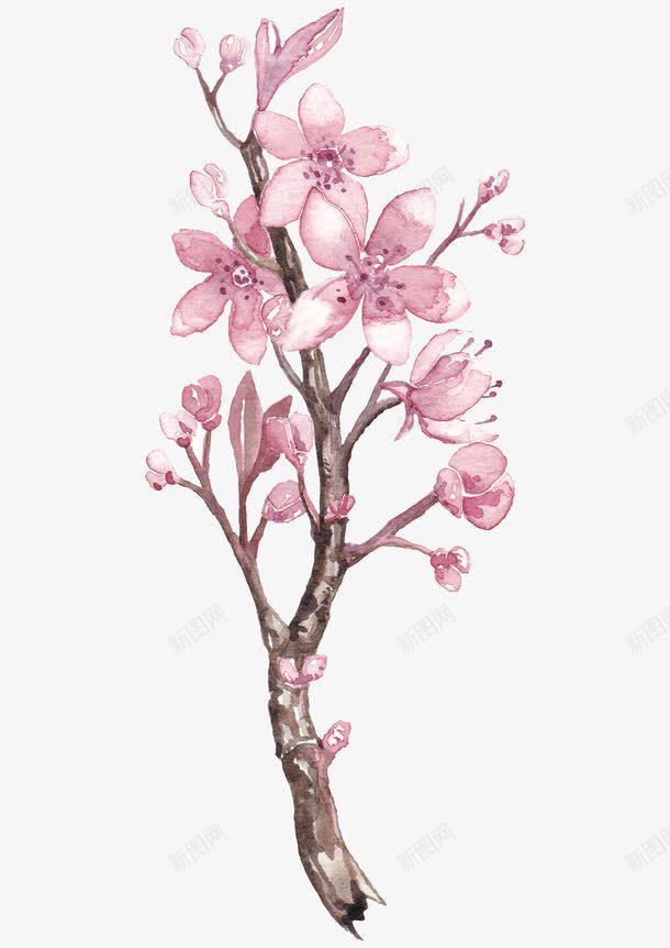 水墨樱花png免抠素材_新图网 https://ixintu.com 卡通 手绘 枝干 棕色 樱花 水墨 紫色 绘画 装饰
