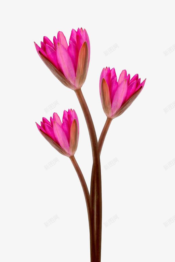 三朵荷花png免抠素材_新图网 https://ixintu.com 三朵荷花 实物 植物 水生 清新 玫红色 盛开 睡莲 花 荷花