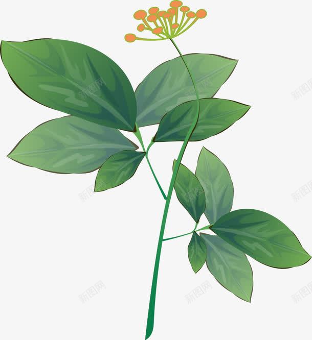 人参花png免抠素材_新图网 https://ixintu.com 中医 中药 中药材 人参花 医术 医疗医药 药材