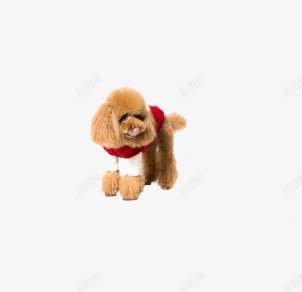 可爱的泰迪犬png免抠素材_新图网 https://ixintu.com 可爱 宠物 泰迪犬 狗